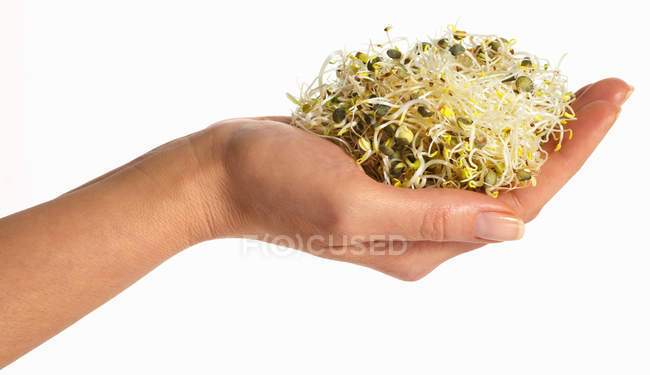 Проростки люцерни у жіночій руці на білому тлі — стокове фото
