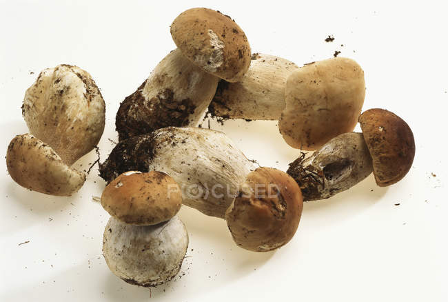 Кілька свіжі гриби білі — стокове фото