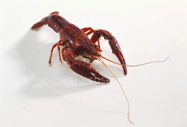 Closeup view of Louisiana red swamp crayfish on white surface — Stock Photo
