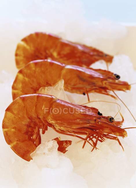 Three king prawns — Stock Photo