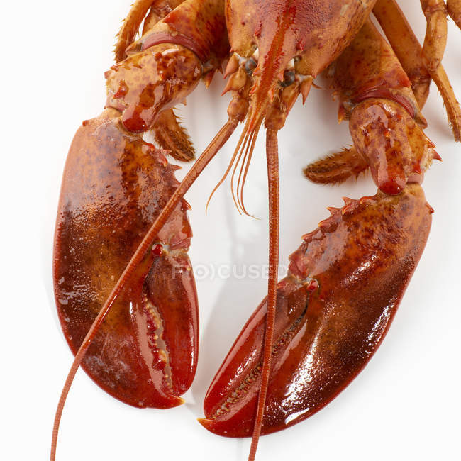Detail of cooked lobster — Stock Photo
