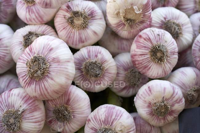Garlic bulbs in  row — Stock Photo