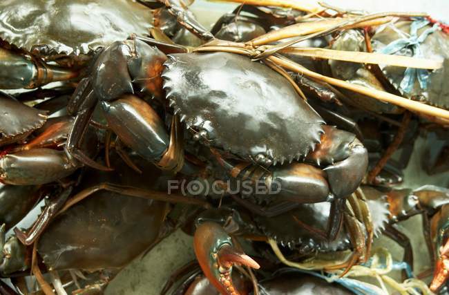Closeup view of green crabs heap — Stock Photo