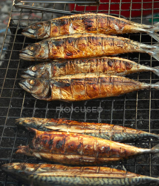 Рыба саба на стойке для барбекю — стоковое фото