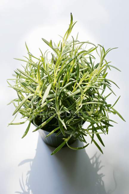 Vista close-up de lavanda planta verde em vaso — Fotografia de Stock
