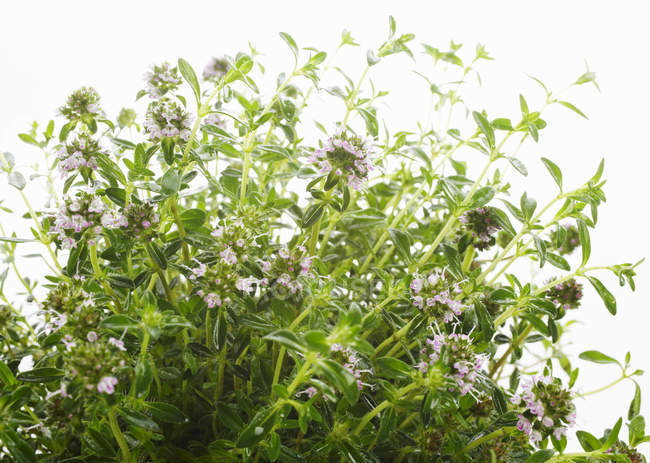 Fresh flowering Thyme — Stock Photo