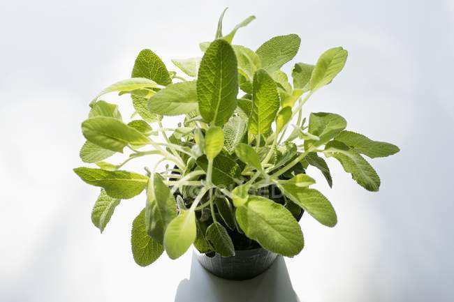 Sage growing in pot — Stock Photo