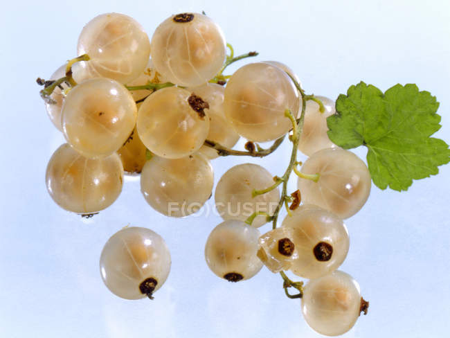 Grosellas blancas maduras frescas - foto de stock
