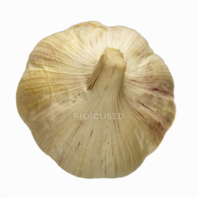 Луковица чеснока изолирована — стоковое фото
