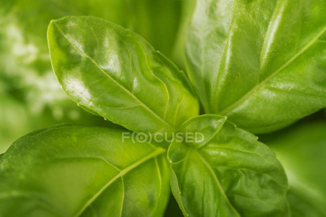 Albahaca verde fresca - foto de stock
