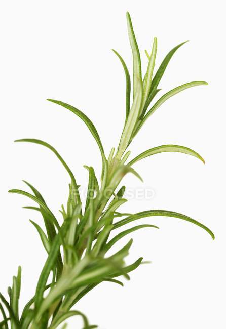 Fresh Rosemary sprig — Stock Photo