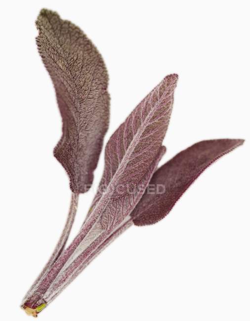 Salvia púrpura fresca - foto de stock