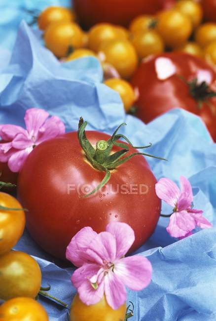 Tomates vermelhos e amarelos — Fotografia de Stock