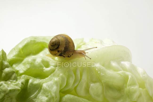 Snail on lettuce leaf — Stock Photo