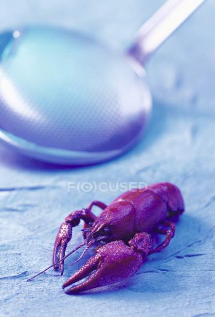 Closeup view of cooked freshwater crayfish with ladle on blue surface — Stock Photo