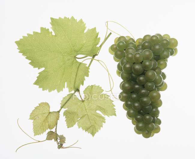 Bunch of green weissburgunder grapes — Stock Photo