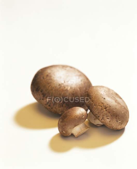 Three chestnut mushrooms — Stock Photo