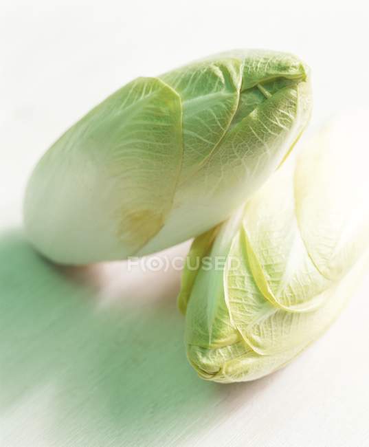 Chicory plants on white background — Stock Photo