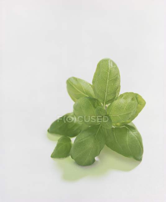 Листья базилика с каплей воды — стоковое фото