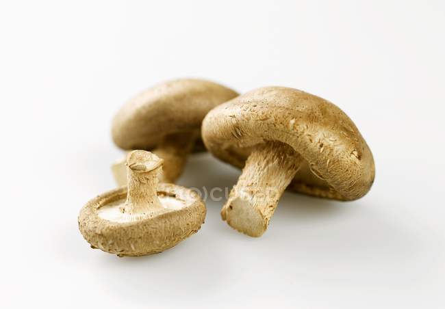 Drei Shiitake-Pilze — Stockfoto