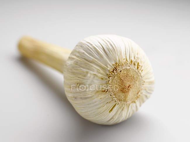 Lampadina di aglio isolata — Foto stock