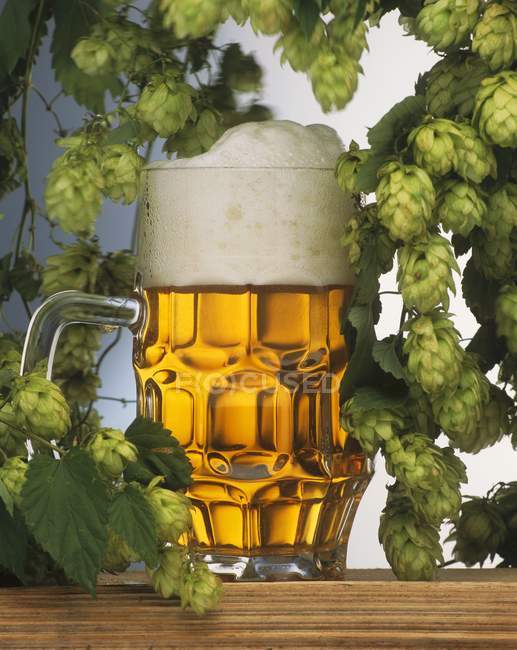 Closeup view of Helles beer in tankard with hops — Stock Photo