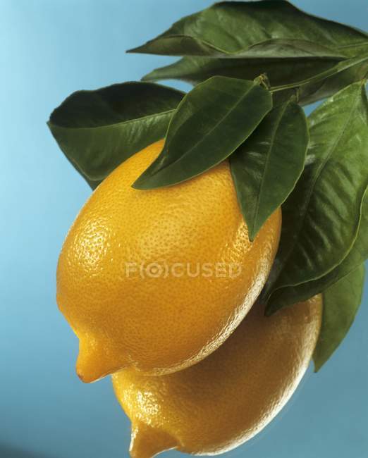 Свежие лимоны с листьями — стоковое фото
