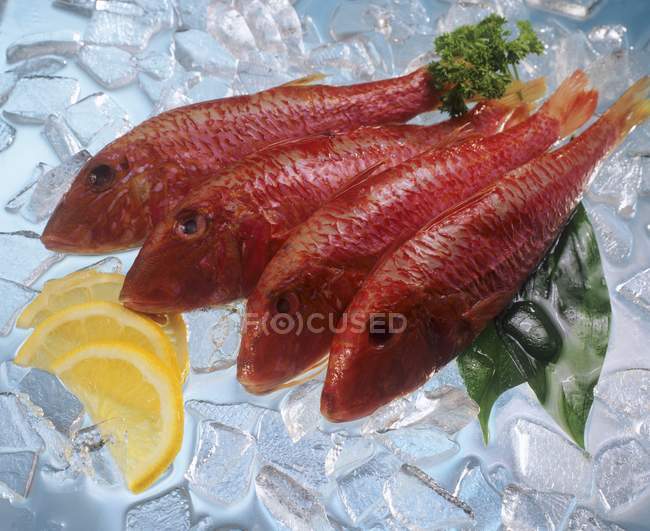 Fresh Red mullet on ice — Stock Photo