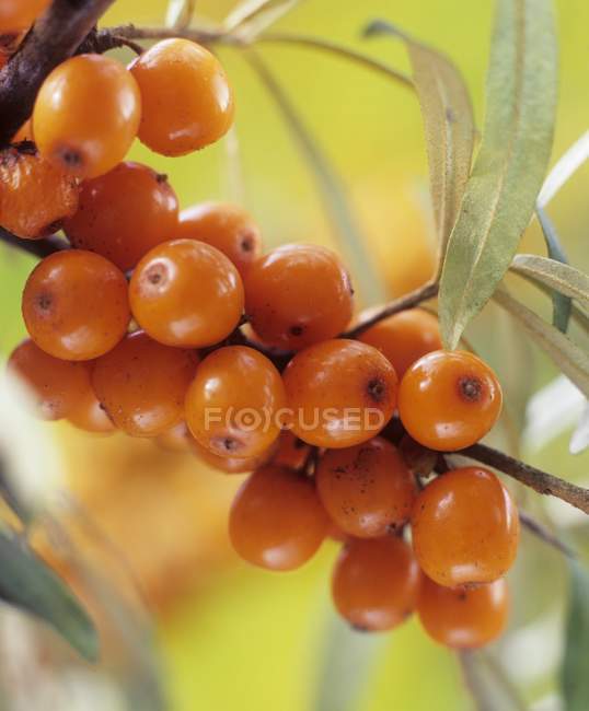 Sea-buckthorn berries growing on bush — Stock Photo