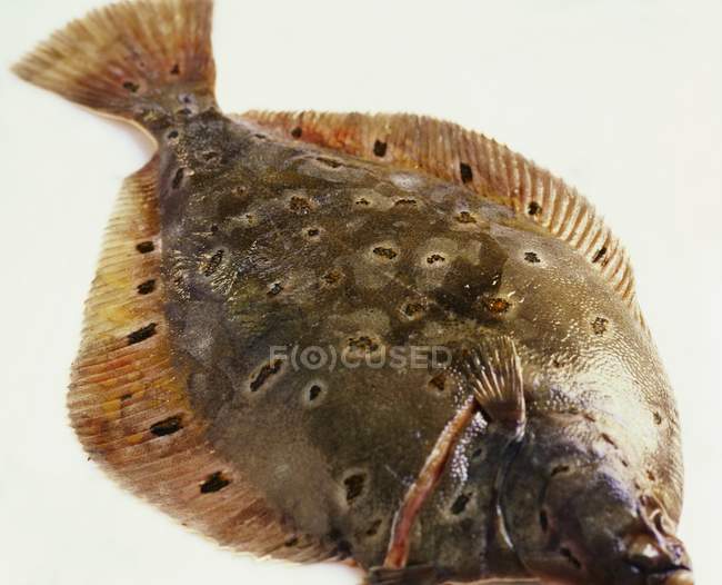 Pesce passera di mare fresco — Foto stock