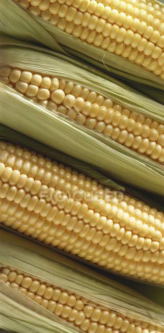 Четыре кукурузных початка — стоковое фото