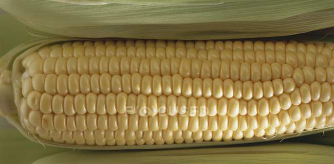 Fresh corn cob — Stock Photo