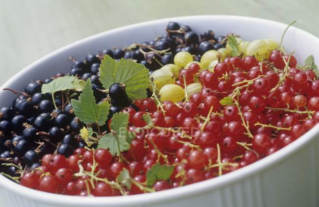 Red and black currants with gooseberries — Stock Photo