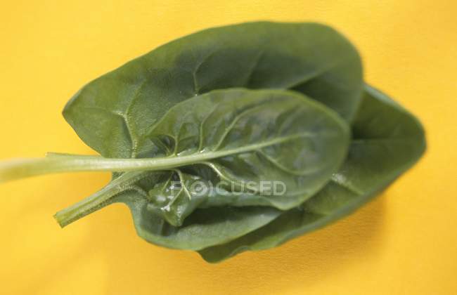 Листя свіжого шпинату — стокове фото