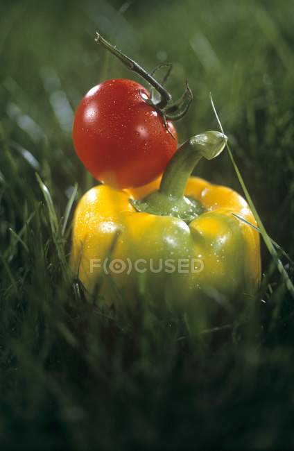 Желтый перец и помидор — стоковое фото