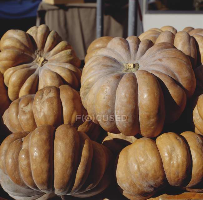 Fresh picked pumpkins — Stock Photo