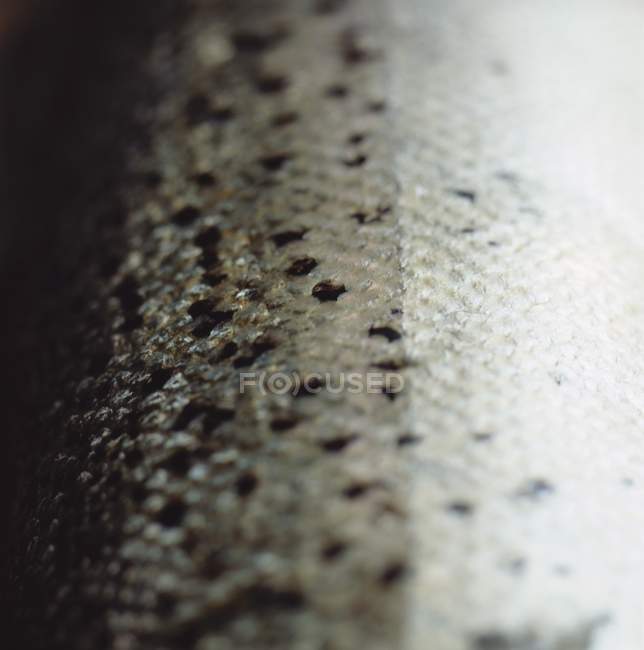 Salmon fish scales — Stock Photo