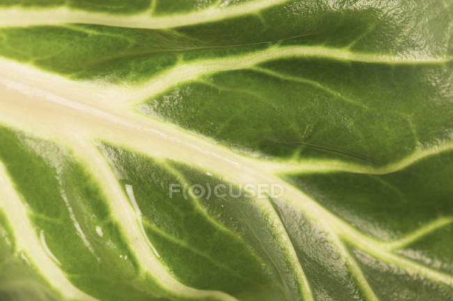 Fresh Chard leaf — Stock Photo