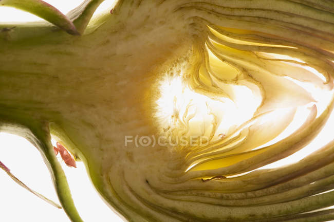 Alcachofra fresca cortada pela metade — Fotografia de Stock