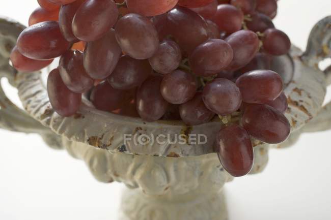 Uvas tintas frescas - foto de stock