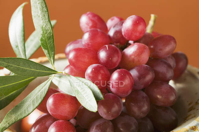 Raisins rouges à branche d'olivier — Photo de stock