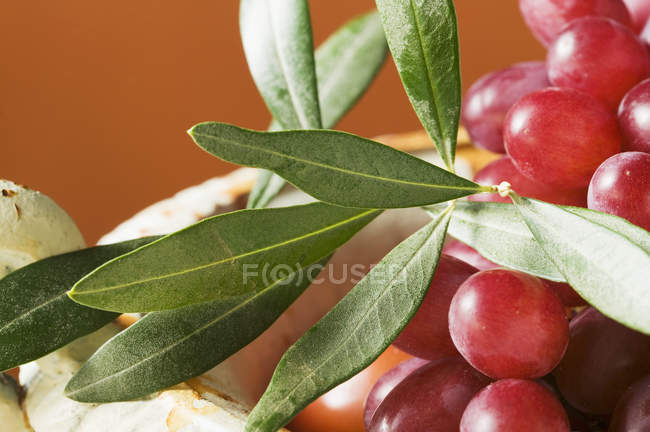 Red grapes with olive branch — Stock Photo