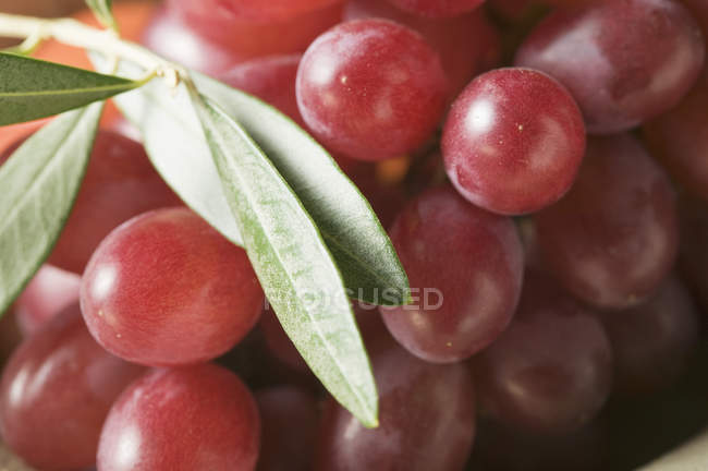 Uvas vermelhas com ramo de azeitona — Fotografia de Stock