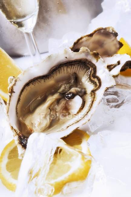 Oysters with lemons on ice — Stock Photo