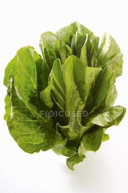 Зеленолистный салат — стоковое фото