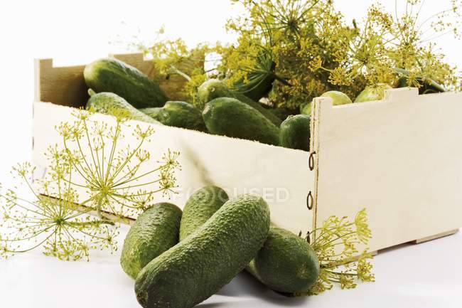 Fresh Gherkins and dill for pickling — Stock Photo