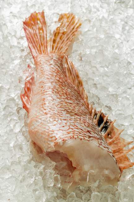 Scorpion fish fillet — Stock Photo