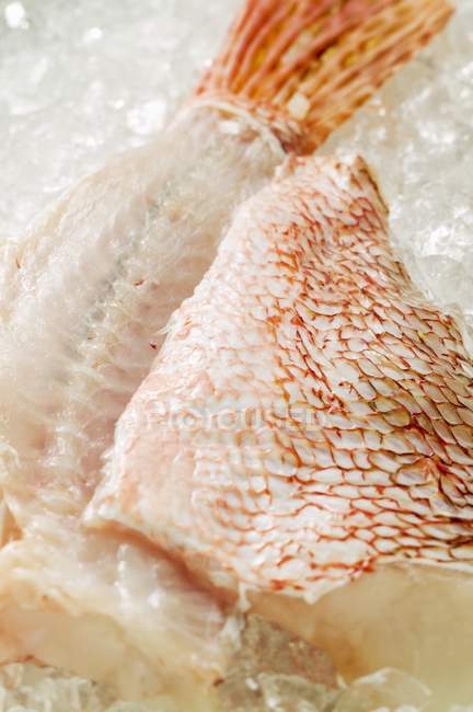 Filetes de pescado escorpión - foto de stock