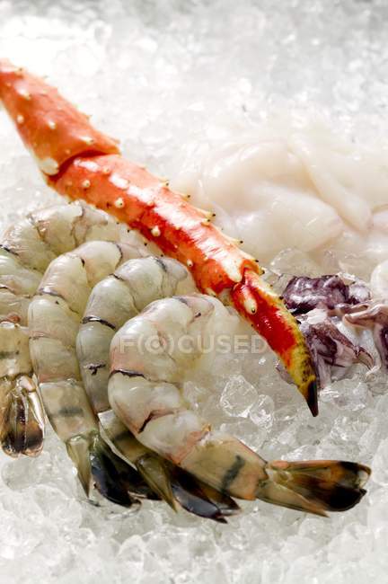 Closeup view of lobster leg with prawns and mollusks seafood on ice — Stock Photo