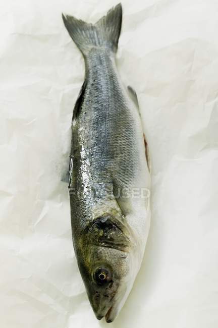 Fresh sea bass — Stock Photo
